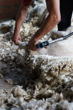 Crop man shearing sheep in barn
