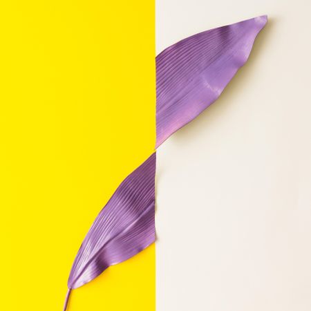 Purple split painted tropical leaf on bright background