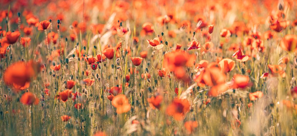 Poppy flowers scattered in a park, wide shot