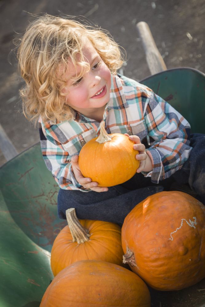Little Boy Sitting and Holding His Pumpkin at Pumpkin Patch.