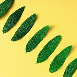 Green leaves in a row on yellow background