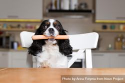 Cavalier spaniel with hot dog in his mouth on a chair in the kitchen 41JqDb