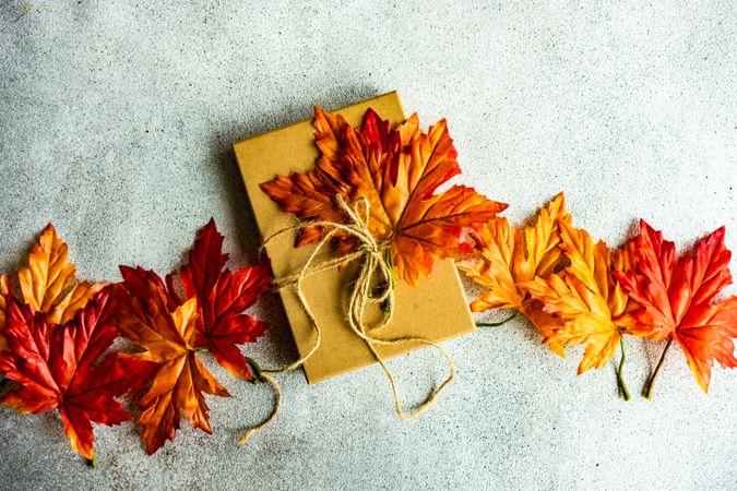 Line of colorful autumn leaves on grey background with one giftbox