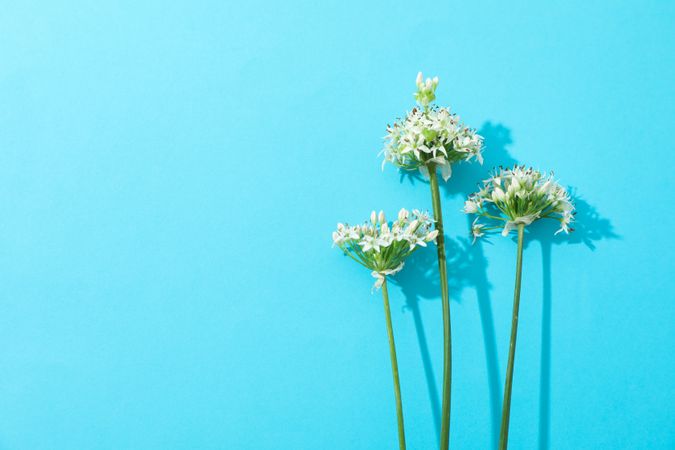 allium flowers on blue background, copy space