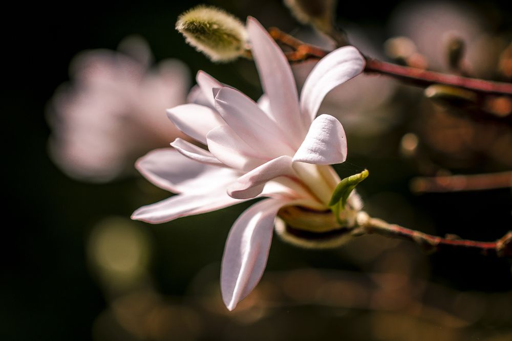 Side view of bright flowers growing at end of stem