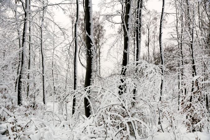Winter forest with snowy trees