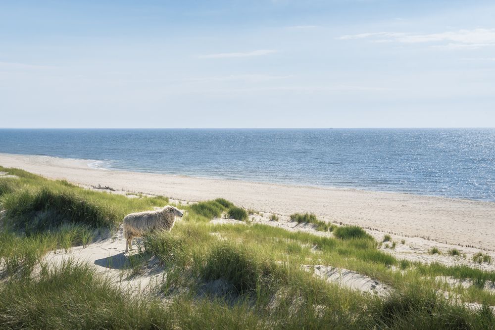 Sunny beach landscape  with sheep overlooking the ocean