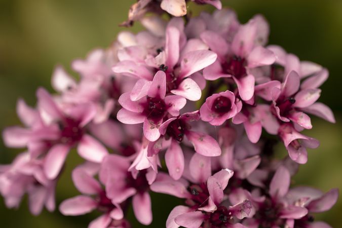 Close up of cluster of beautiful pink flowers with dark center
