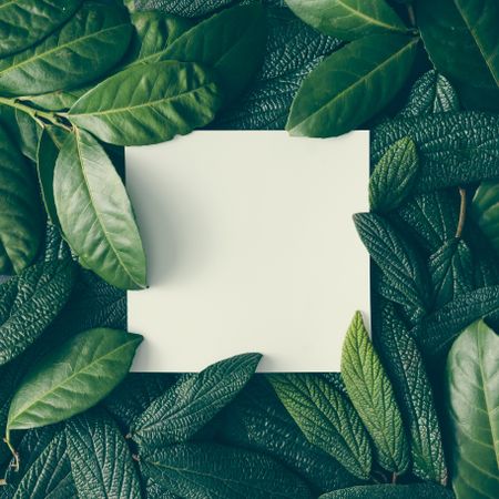 Creative layout made of green leaves with paper card note