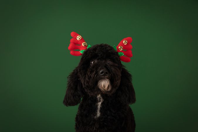 Concept of Merry Christmas, funny Christmas dog