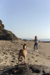 Beautiful brunette woman playing with dog on the beach