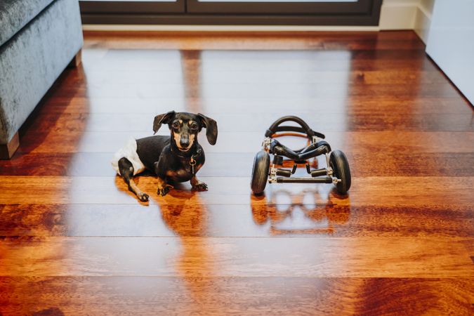 Dog sitting near wheelchair on floor