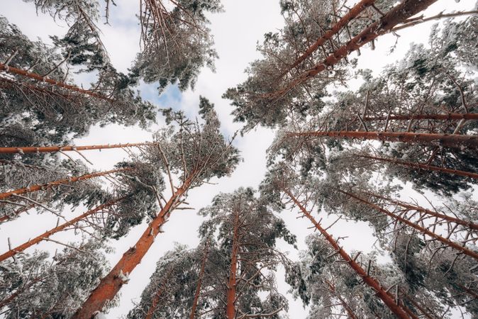 Winter forest with snowy trees