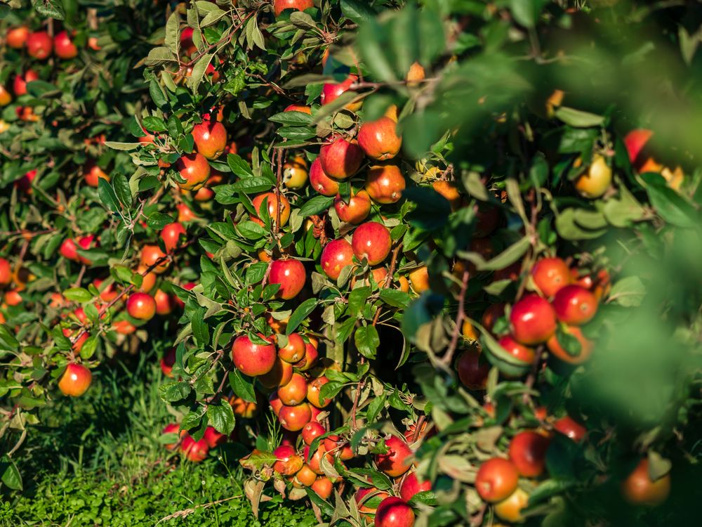 Apple plantations in Alsace. Growing fruit. Sun, autumn.