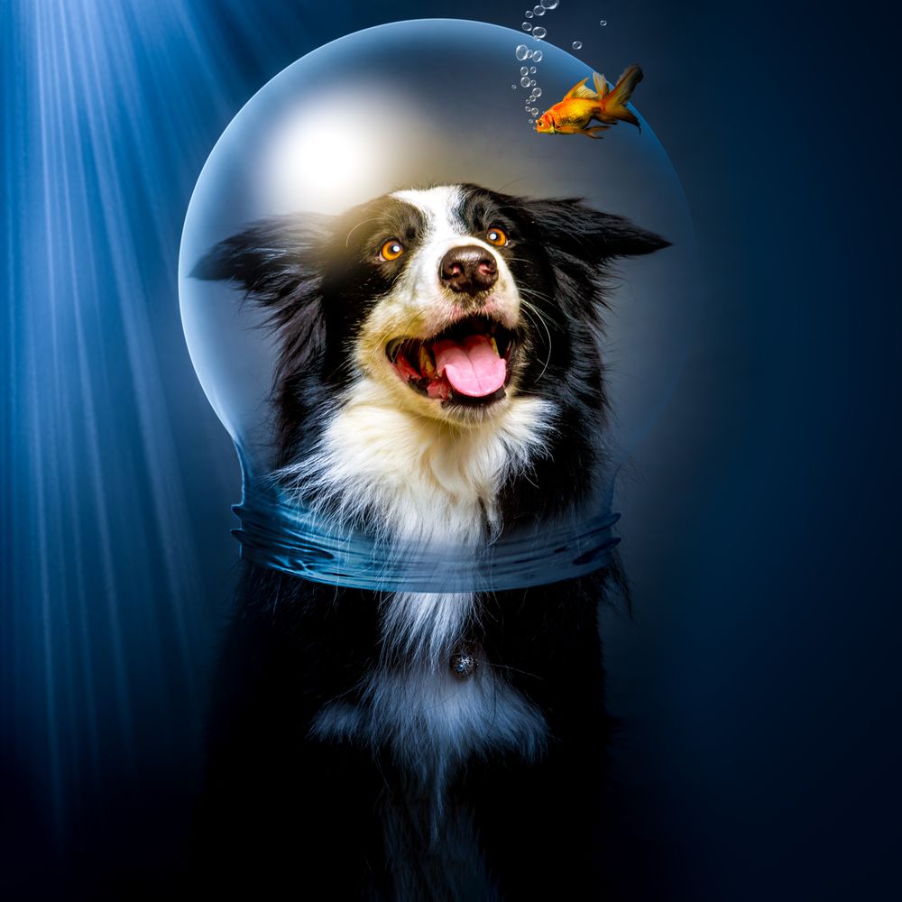 Dog in helmet looking at fish