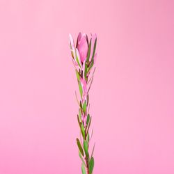 Flower with dripping pink paint