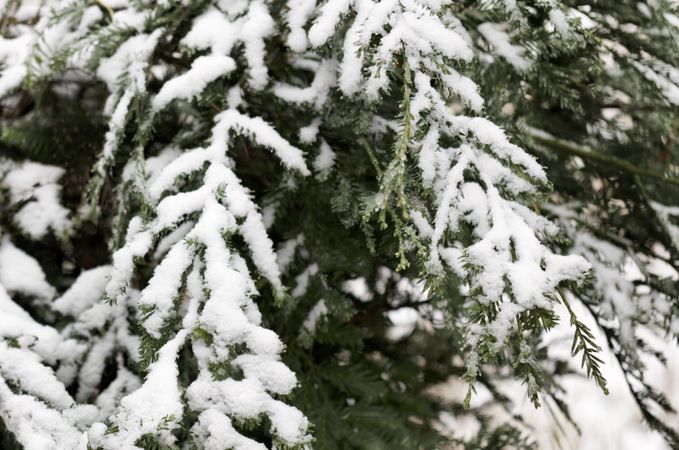 Christmas tree with fresh snow for the holidays