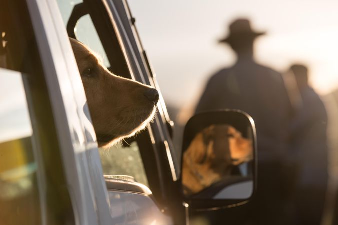 Patient dog waiting in car at sunset in Yellowstone National Park