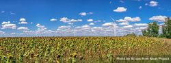 Wind turbine beside sunflower field 5axy80
