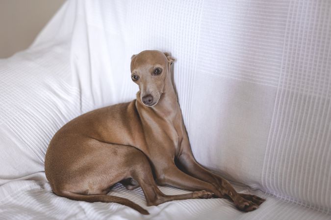 Little italian greyhound dog