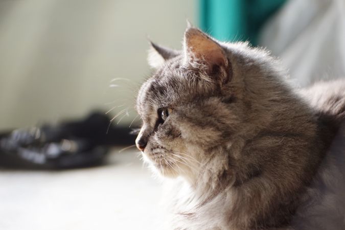 A cat is lying on the floor