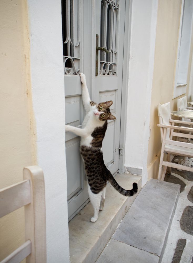 Cat trying to open a door
