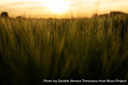 Grainfields close-up at golden hour 0gz23b