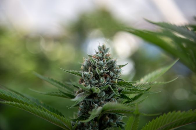 Close up of marijuana bud