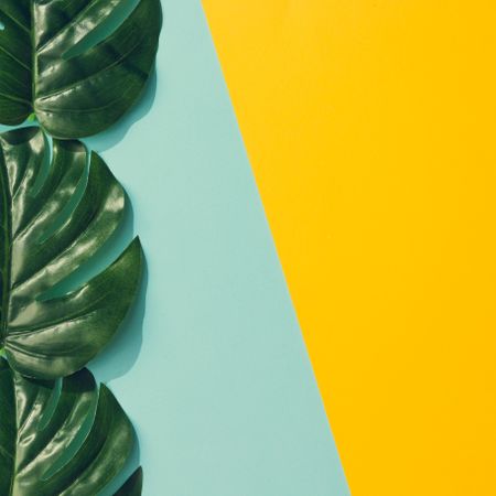 Tropical leaves on blue and yellow background