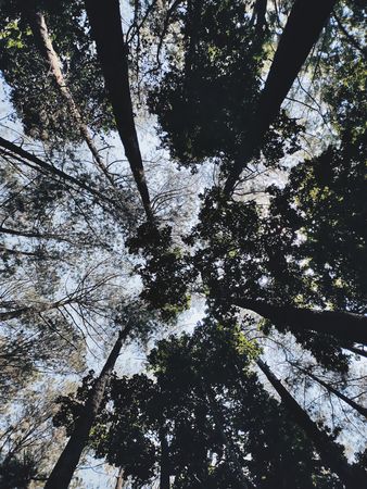 Looking Upwards Majestic Forest Canopy Awe Inspiring View of Tall Trees Reaching for Sky