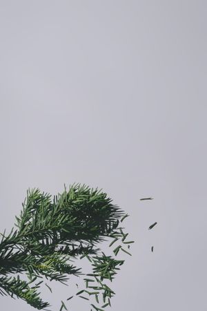 Pine branch of Christmas tree on grey background