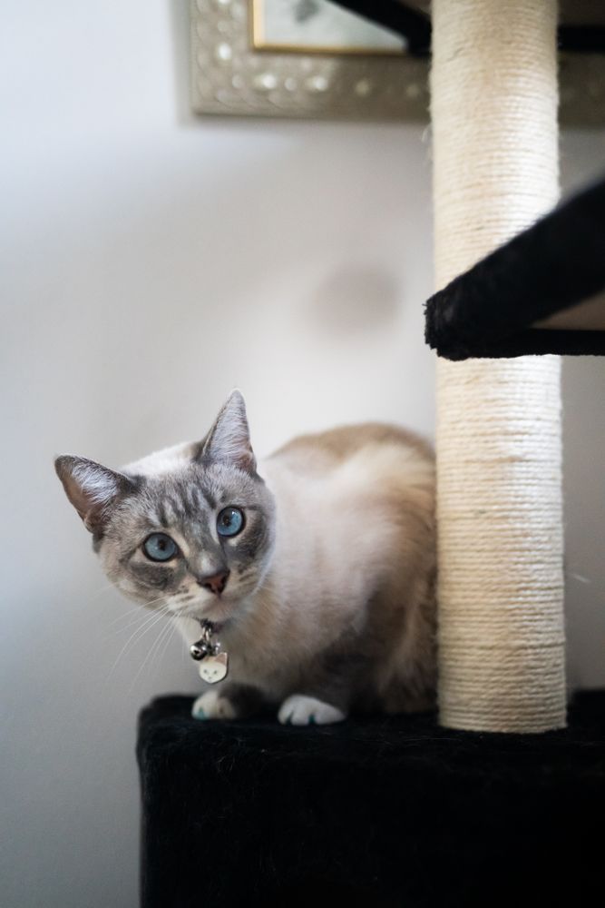 Curious cat sitting inside house near scratch pole
