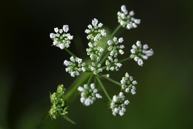One of the most deadly poisonous plants in the US to both humans and animals, Bulblet-Bearing Water