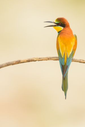 Bird standing on tree branch