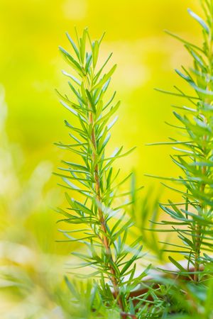 Organic Raw Italian Rosemary Sprigs