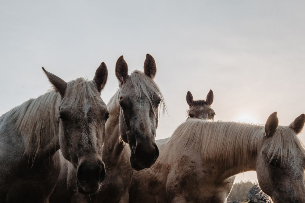 Funny horses on meadow