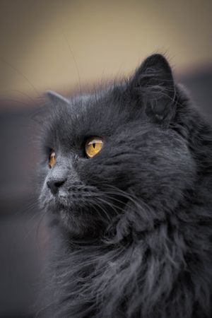 Profile of dark furry cat