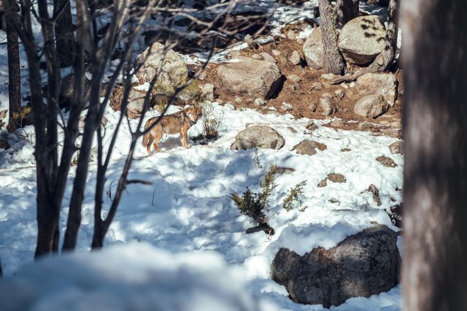 Wolf on hill near stones and snow