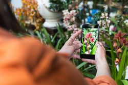 Content woman taking photo of flowers in garden center