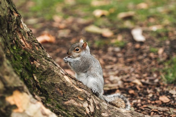 Squirrel on autumn leaves in park