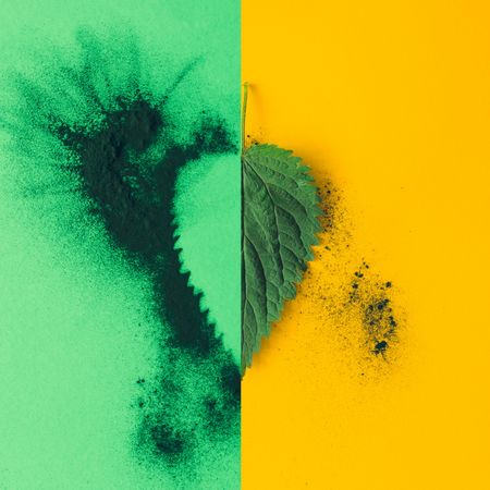 Nettle leaf with green dust on yellow and green background