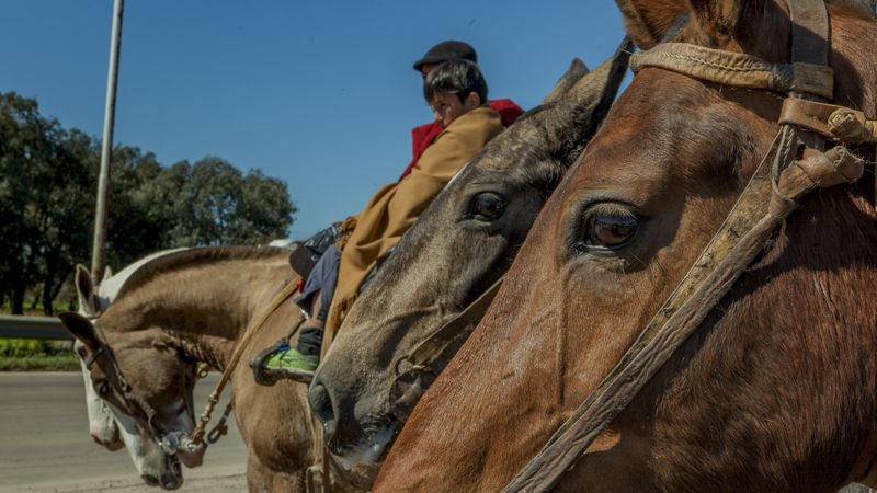 Faceless man riding horse in farm with boy