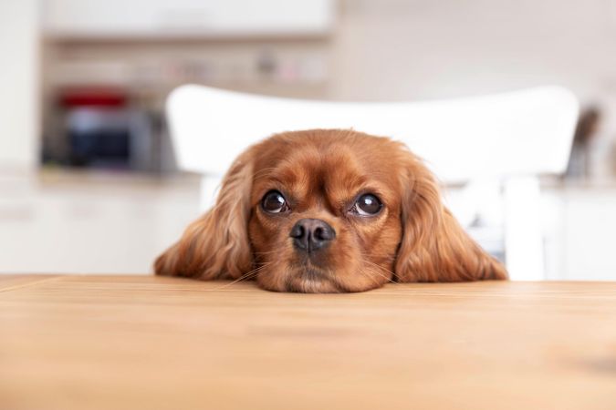 Tired cavalier spaniel resting head at the dining table