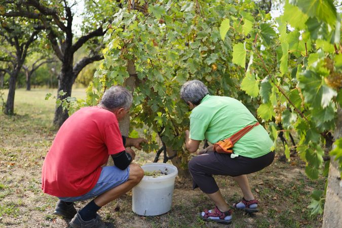 Husband and Wife Working Among Vines on a Summer Day in the Village.
