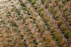 California barrel cactus 4mqlo4