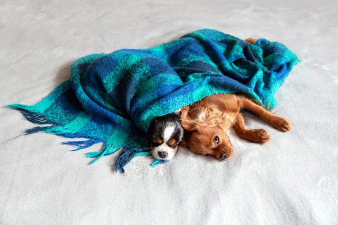 Two cavalier spaniels resting under blue blanket
