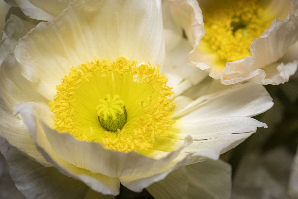 Copake, New York - May 19, 2022: Close up of pistils of bright yellow flowers