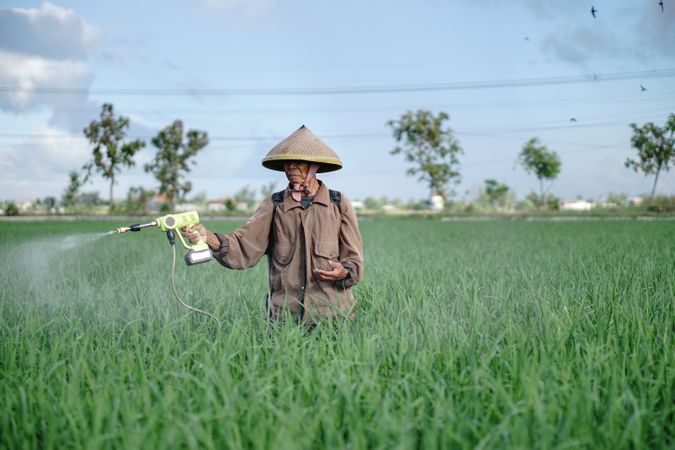 Front view of mature Asian farmer spraying rice green field