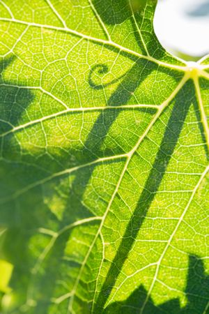 Beautiful Backlit Grape Leaf With Shadow of Vine.