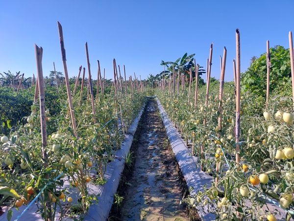 tomato garden
